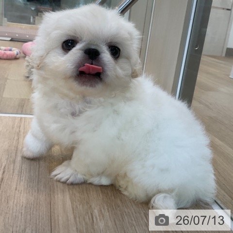 ペキニーズの写真