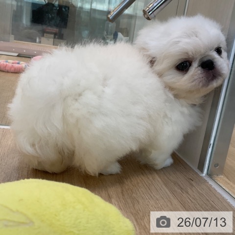 ペキニーズの写真