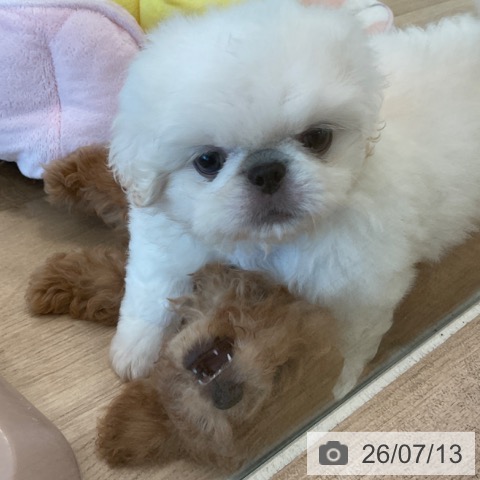 ペキニーズの写真