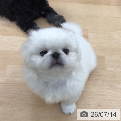 ペキニーズの写真