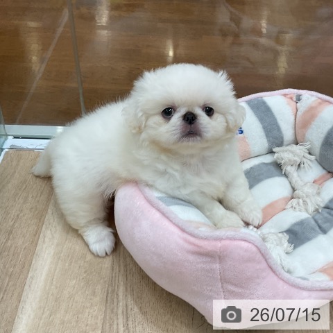 ペキニーズの写真