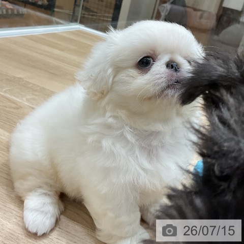 ペキニーズの写真