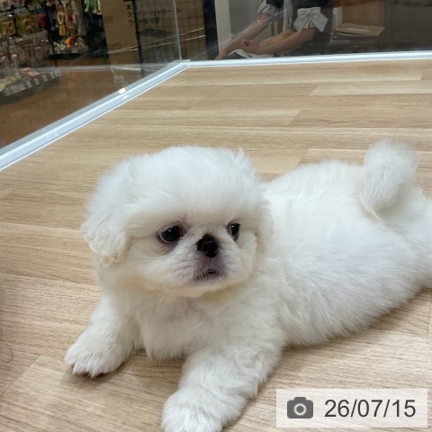 ペキニーズの写真
