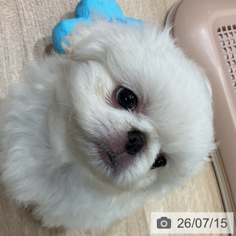 ペキニーズの写真