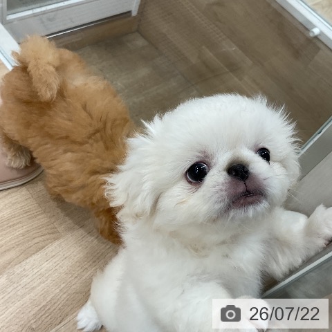 福岡県のペキニーズ (ペットプラス 八幡東店/2026年5月12日生まれ/女の子/ホワイト)の子犬の4枚目の画像