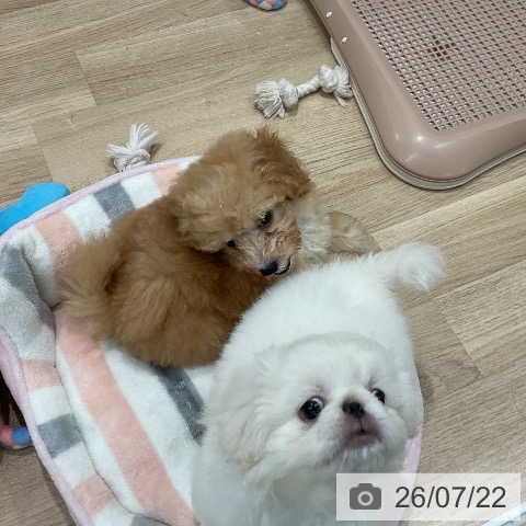 福岡県のペキニーズ (ペットプラス 八幡東店/2026年5月12日生まれ/女の子/ホワイト)の子犬の3枚目の画像