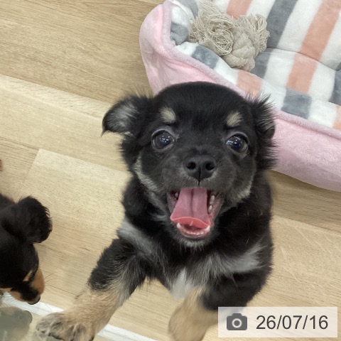 チワワの写真