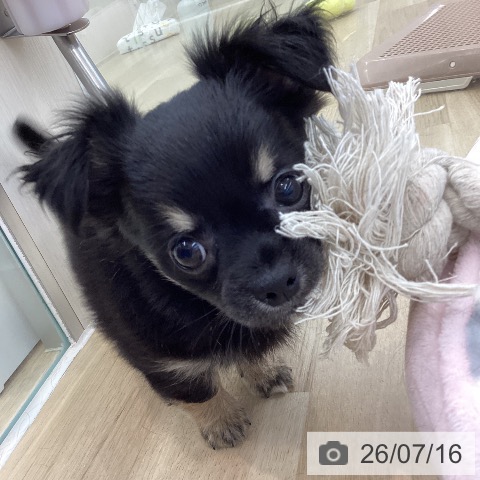 チワワの写真