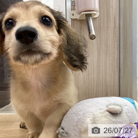 ミニチュア・ダックスフンドの写真