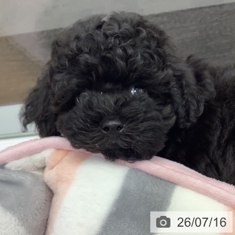 長野県のトイプードル(トイ) (ペットプラス 松本店/2026年5月14日生まれ/女の子/ブラック)の子犬の4枚目の画像