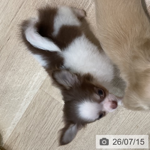 チワワの写真