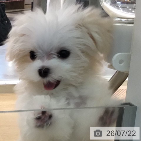 マルチーズの写真