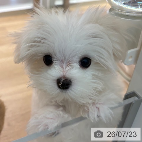 マルチーズの写真