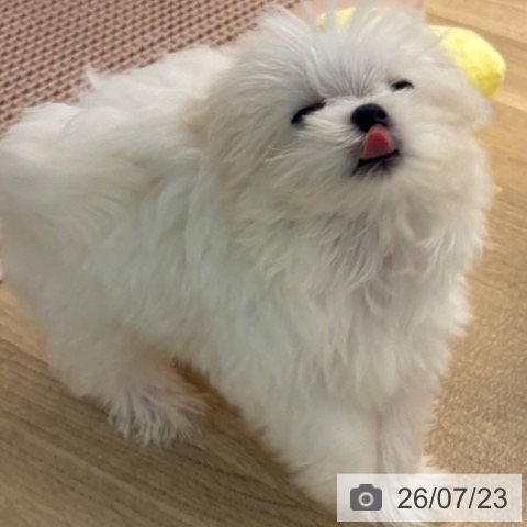 マルチーズの写真