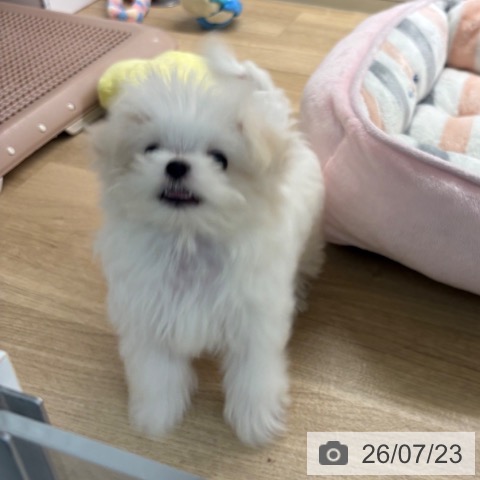 マルチーズの写真
