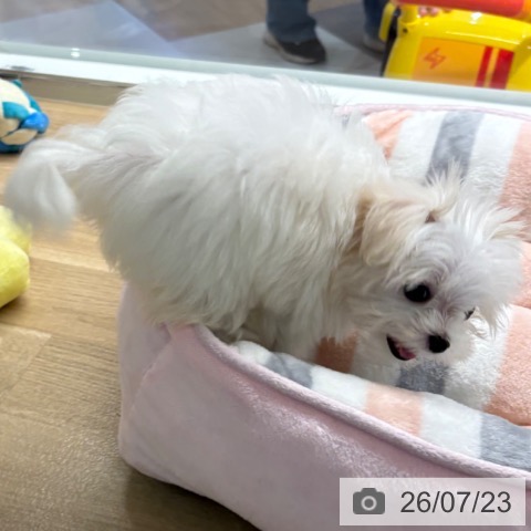 マルチーズの写真