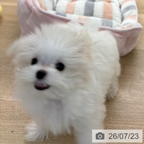 マルチーズの写真