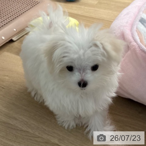マルチーズの写真
