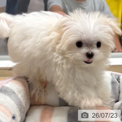 マルチーズの写真