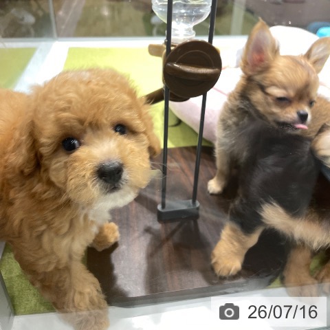 福岡県のトイプードル(トイ) (ペットプラス MARK IS 福岡ももち店/2026年5月14日生まれ/男の子/アプリコット)の子犬の4枚目の画像