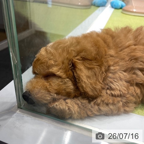 福岡県のトイプードル(トイ) (ペットプラス MARK IS 福岡ももち店/2026年5月14日生まれ/男の子/アプリコット)の子犬の3枚目の画像