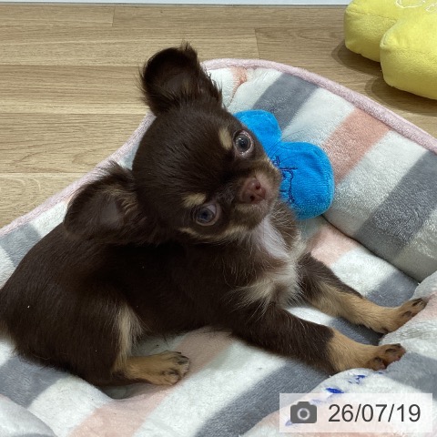 宮城県のチワワ(ロング) (ペットプラス 名取店/2026年5月10日生まれ/女の子/チョコレートタン)の子犬の3枚目の画像