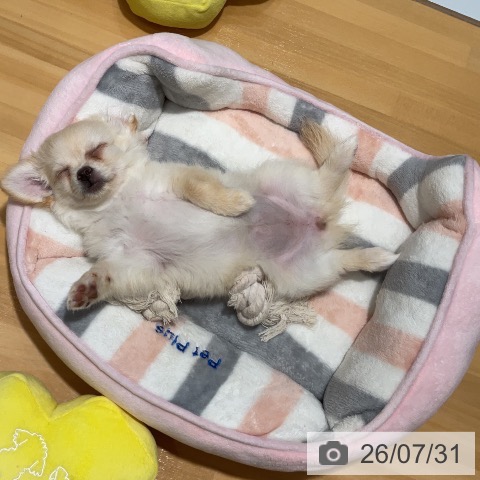 埼玉県のチワワ(ロング) (ペットプラス 与野店/2026年5月14日生まれ/女の子/クリームホワイト)の子犬の3枚目の画像