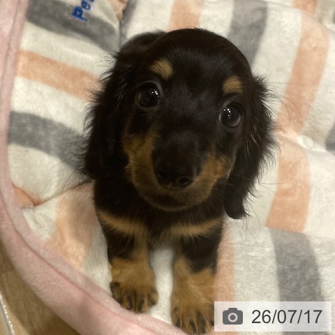 ミニチュア・ダックスフンドの写真
