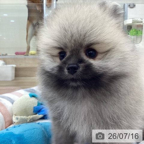 ポメラニアンの写真