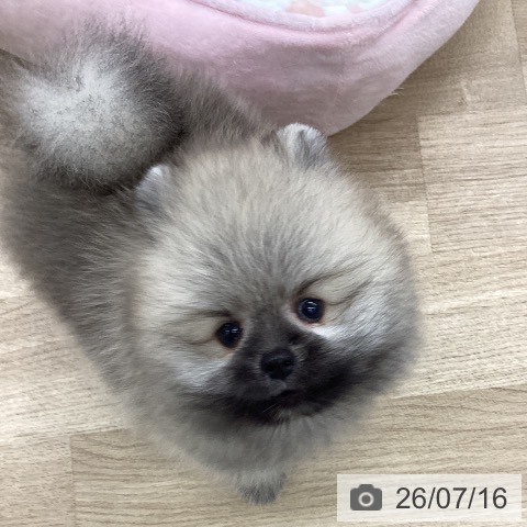 ポメラニアンの写真