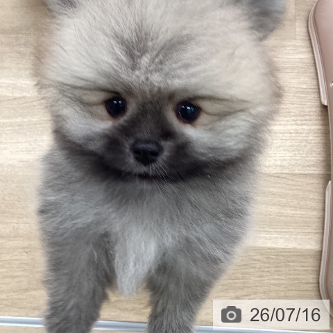 ポメラニアンの写真