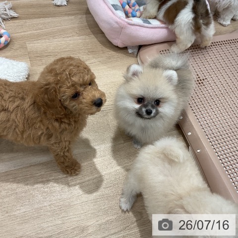 ポメラニアンの写真