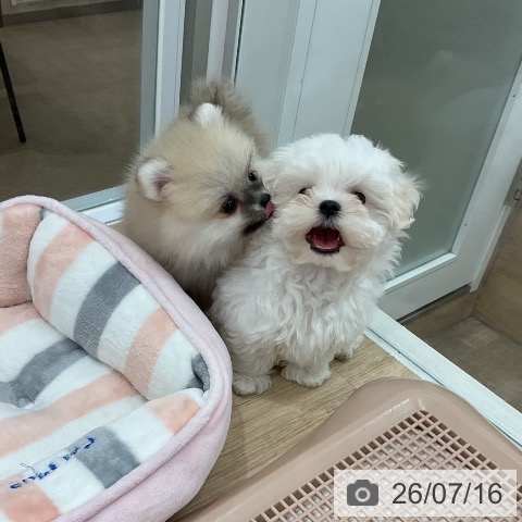 ポメラニアンの写真