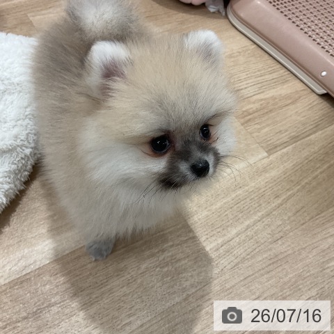 ポメラニアンの写真