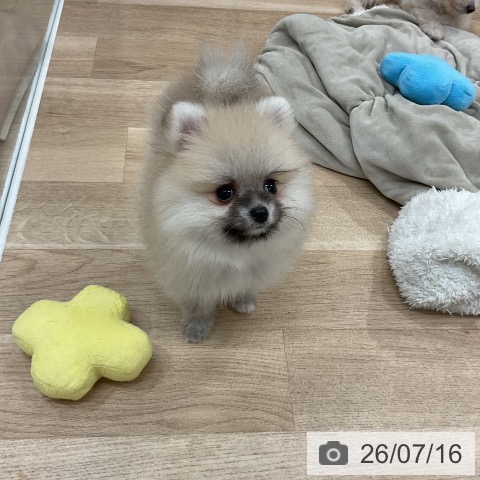 ポメラニアンの写真