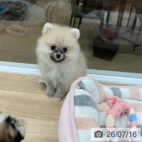 ポメラニアンの写真