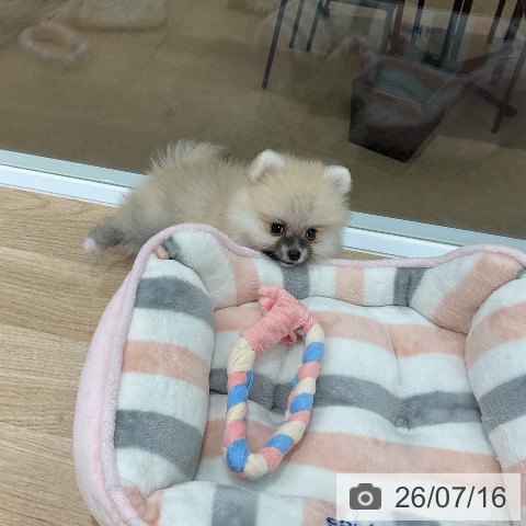ポメラニアンの写真