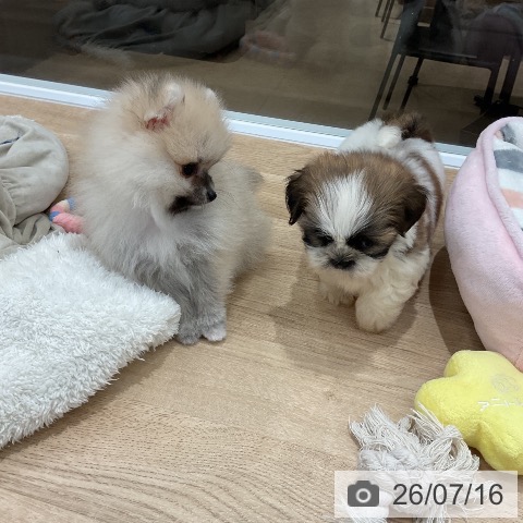 ポメラニアンの写真