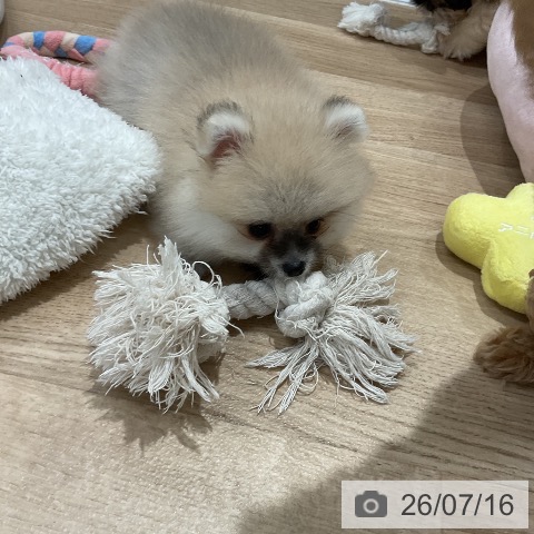 ポメラニアンの写真