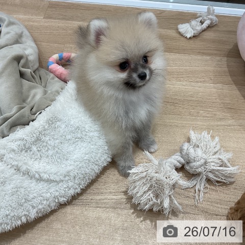 ポメラニアンの写真