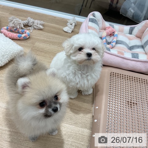 ポメラニアンの写真