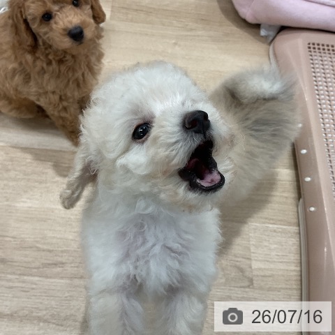 トイ・プードルの写真