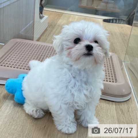 マルチーズの写真