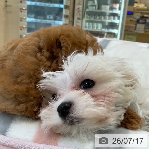 マルチーズの写真