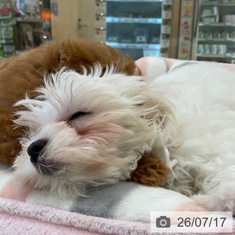 マルチーズの写真