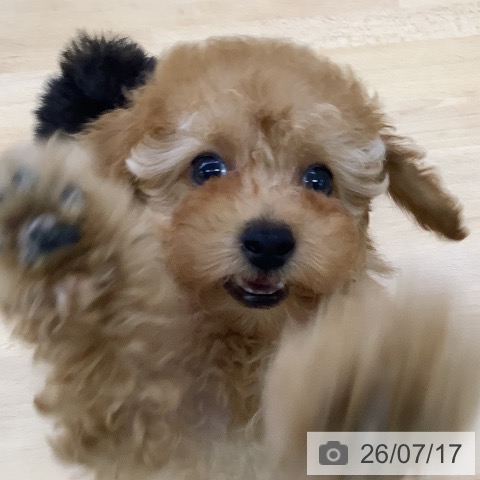 トイ・プードルの写真