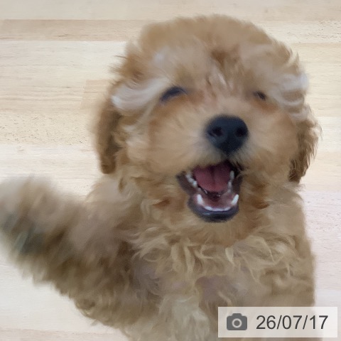 トイ・プードルの写真