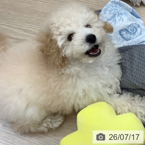 沖縄県のトイプードル(トイ) (ペットプラス 南風原店/2026年5月9日生まれ/男の子/クリーム)の子犬の4枚目の画像