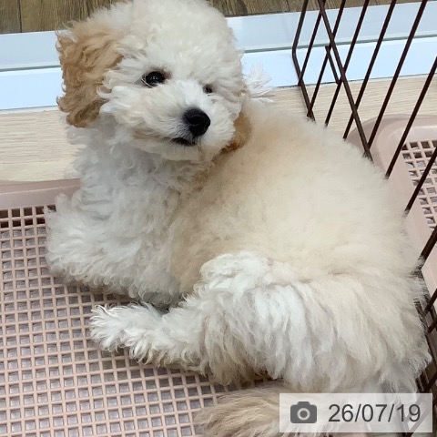 沖縄県のトイプードル(トイ) (ペットプラス 南風原店/2026年5月9日生まれ/男の子/クリーム)の子犬の3枚目の画像