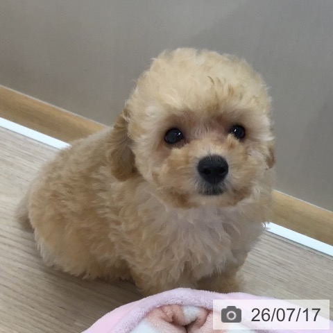 沖縄県のトイプードル(トイ) (ペットプラス 沖縄ライカム店/2026年5月15日生まれ/男の子/クリーム)の子犬の4枚目の画像